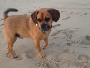 A close-up of a Dog walking on sandy beach.