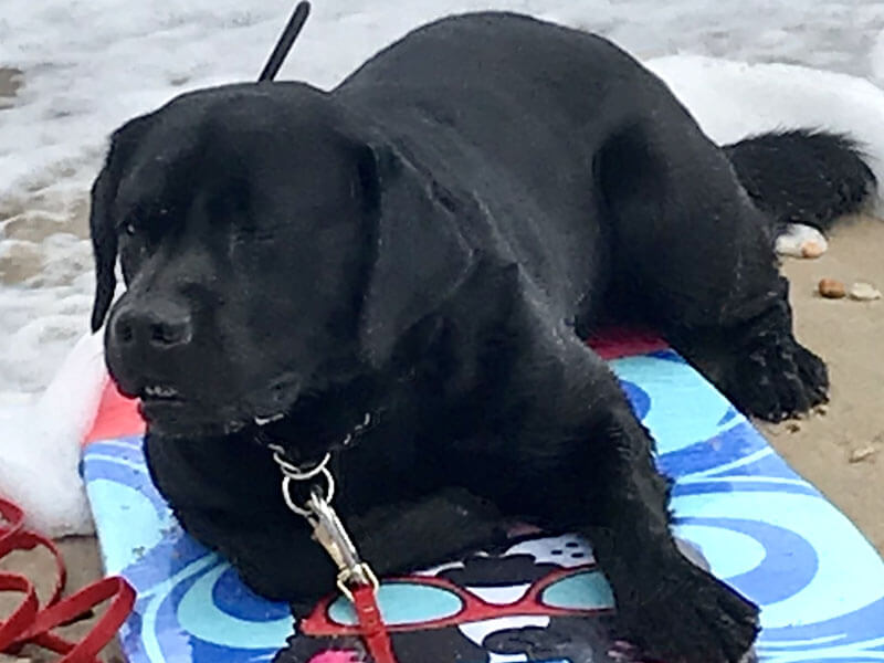 AO - Dog relaxing on surf board along beach shore