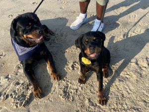 A close-up of a rottweiler dog and a puppy sitting beside each other on a sandy beach.