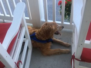 A close-up of a black dog with a blue body leash sitting on the front porch area