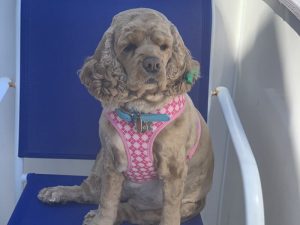 A brown, fluffy dog sitting on a chair.