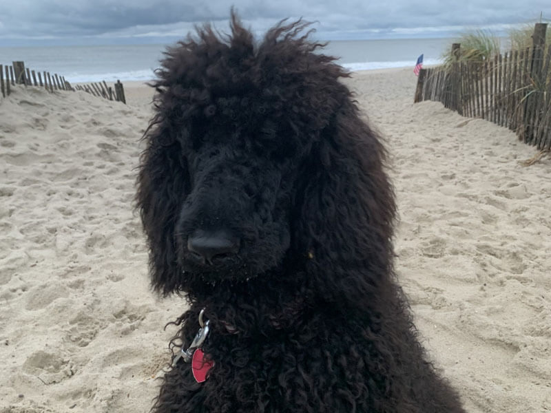 AO - Dog relaxing on the sandy beach