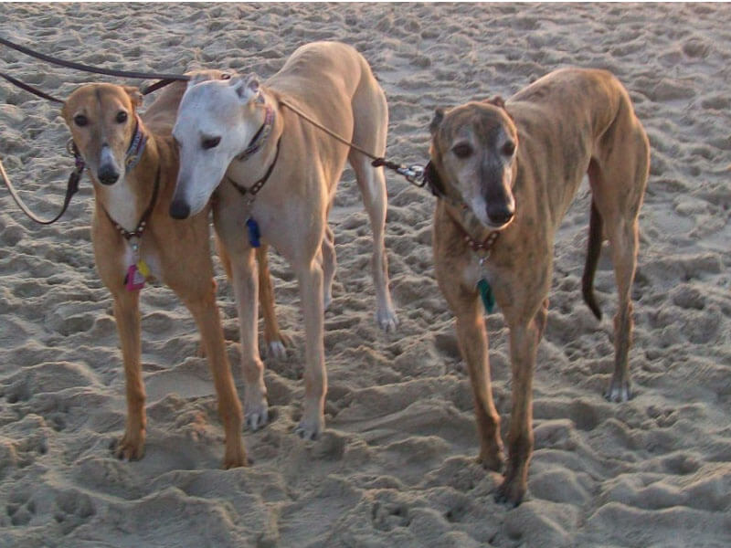 AO - Dogs talking a walk on the sandy beach