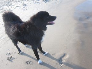 A black dog walking along the beach shore