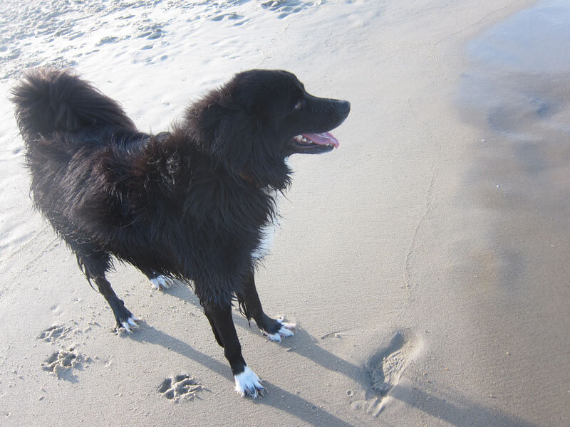 AO - Dog walking along the beach shore