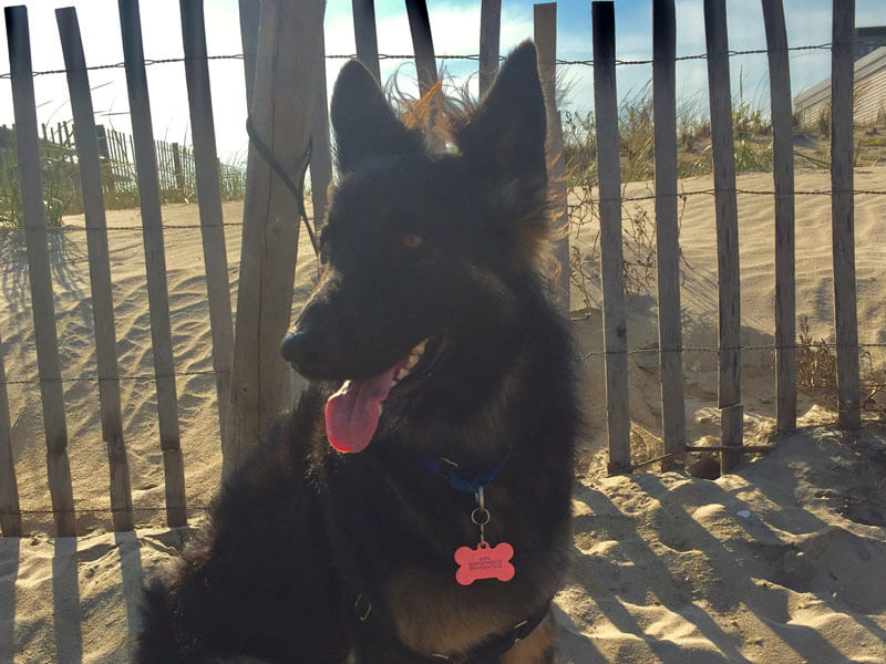 AO - Dog sitting on sandy beach