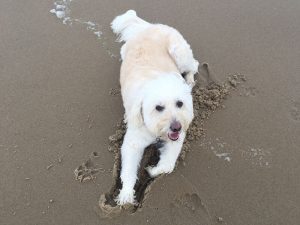 A close-up of a white dog playing on wet sand at the beach.