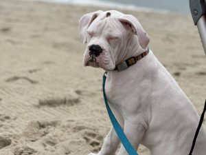 A close-up of a white dog on a blue leash against a blurry beach background.