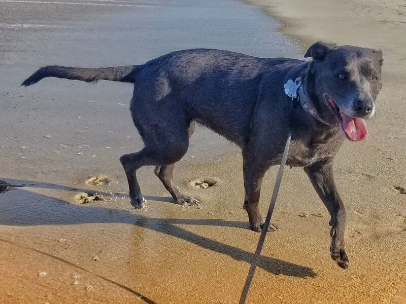 AO - Dog walking along Dewey beach shore