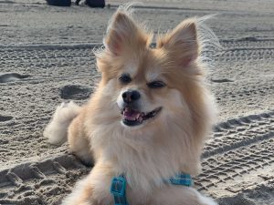 AO - Dog relaxing on sandy beach