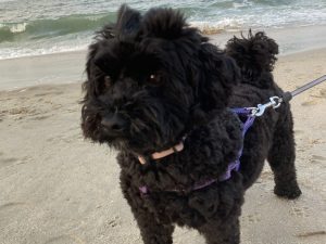 AO - Dog on a walk at Dewey beach